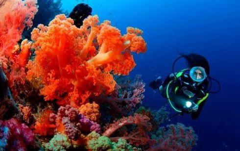 印尼居然藏了个海上伊甸园！比巴厘岛人少珊瑚礁超多，2019走起
